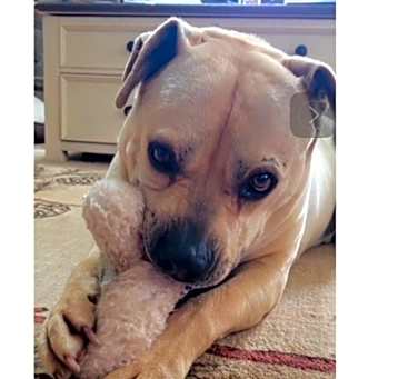 Photo of BUBBA