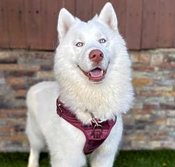 Photo of CHAMP