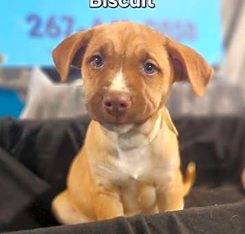 Photo of Biscuit
