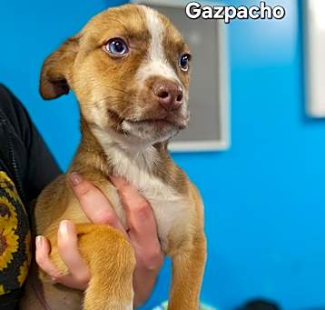 Photo of Gazpacho