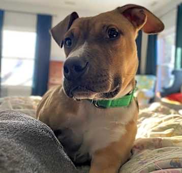 Photo of Fudge