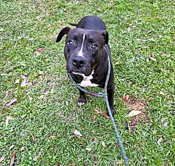 Photo of Jax - Sweet Boy!