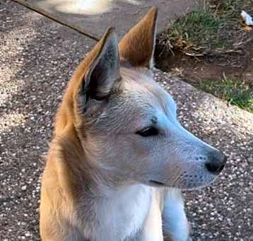 Photo of Puppy