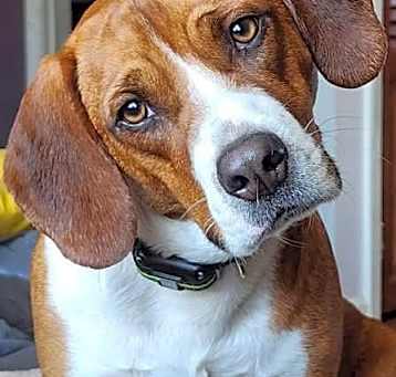 Photo of Rex - courtesy post