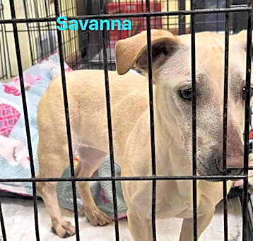 Photo of Savanna
