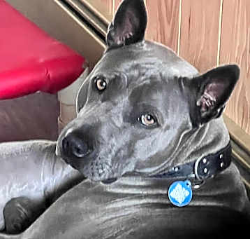 Photo of Bodie