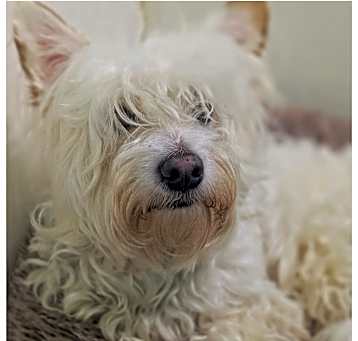 Photo of Scooter