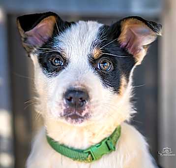 Photo of Oreo