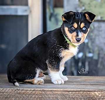 Photo of Tank