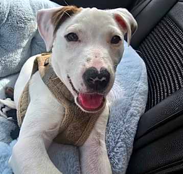 Photo of Rose Who Wears Her Heart On Her Nose Valentine