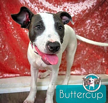 Photo of Buttercup Be My Valentine