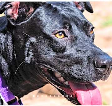 Photo of Nala