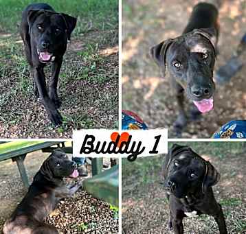 Photo of Buddy
