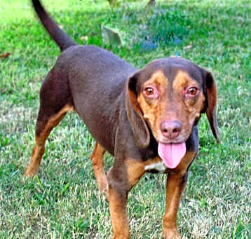 Photo of RUSTY
