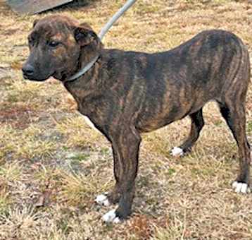 Photo of Dex