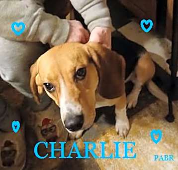 Photo of CHARLIE Adopted!