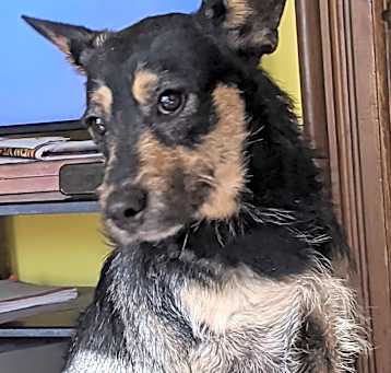 Photo of Lucky