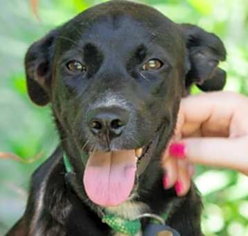 Photo of Vanillish (Soi Dog)