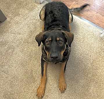 Photo of Nala