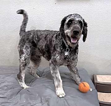 Photo of Sarge