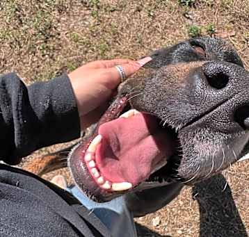 Photo of Ranger