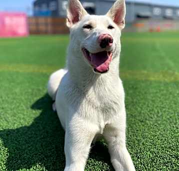 Photo of Pinko