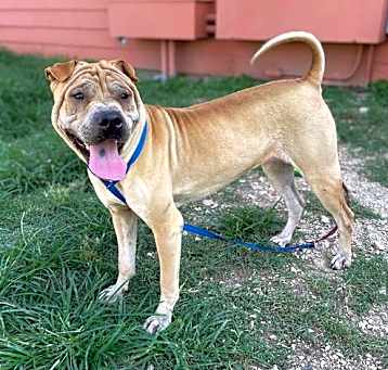 Photo of Sheba