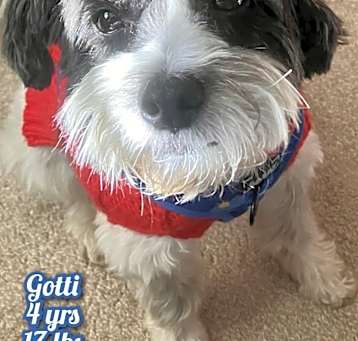 Photo of Gotti
