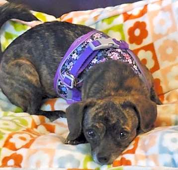 Photo of Layla
