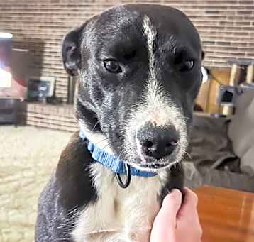 Photo of Shadow
