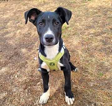 Photo of Tucker