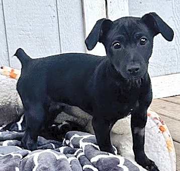 Photo of Astor