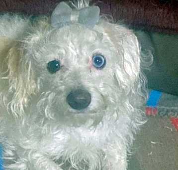 Photo of Beya