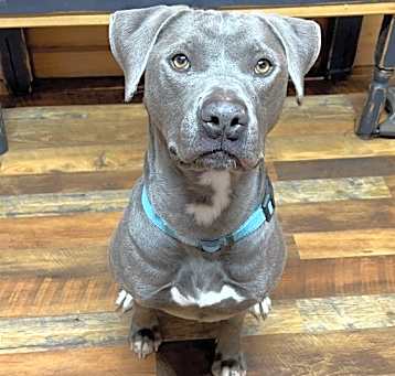 Photo of Sheba