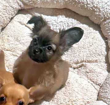 Photo of Tootles
