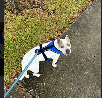 Photo of DeeDee
