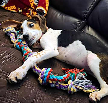 Photo of Poppy
