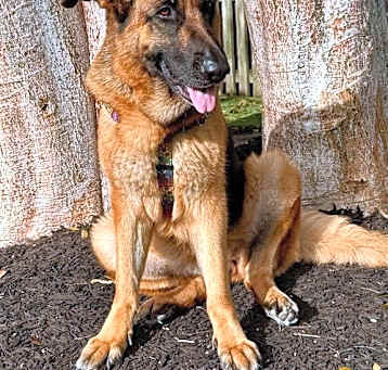 Photo of Mocha 3099