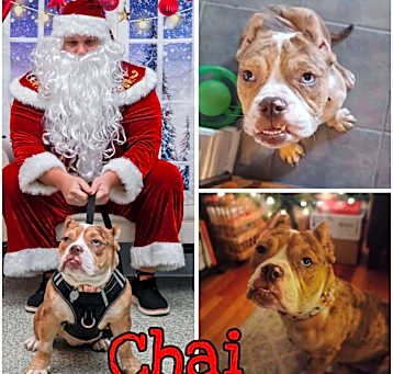 Photo of Chai