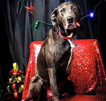 Photo of Dirk