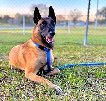Photo of DASH