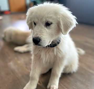 Photo of Kelso - Male Puppy