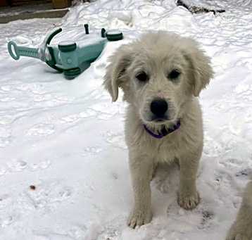 Photo of Donna - Female Puppy