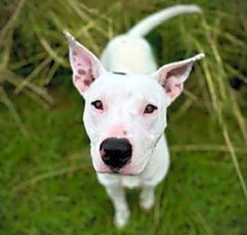 Photo of Dulce