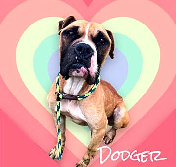 Photo of Dodger