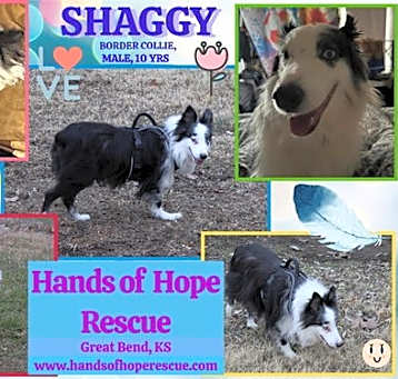 Photo of Shaggy