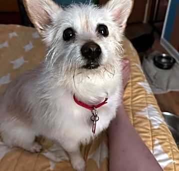 Photo of Gidget