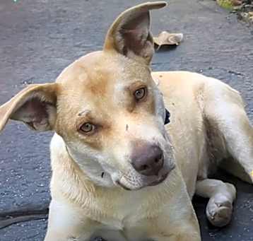 Photo of Peanut