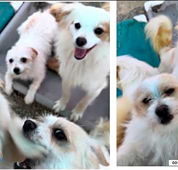 Photo of Tito & Taco (Not a pair)