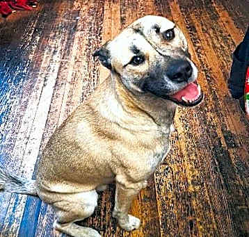 Photo of Buddy